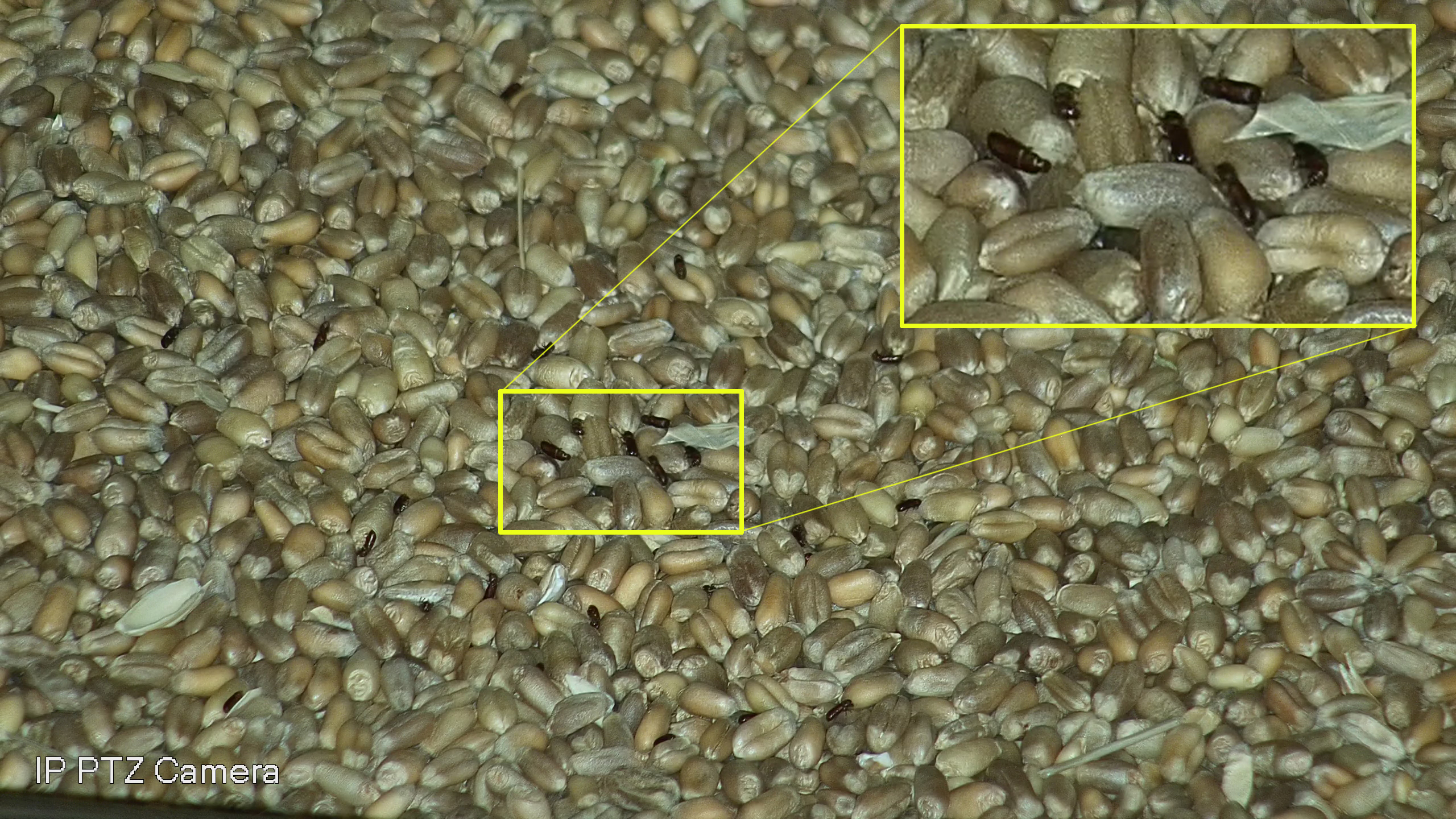 Grain Pest Detection Demo in Wheat